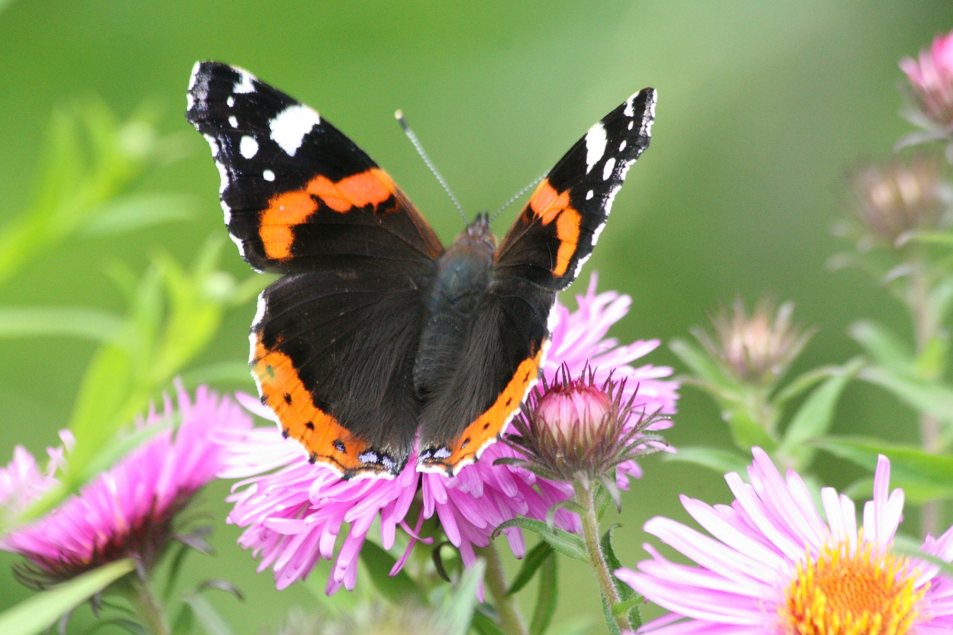 Red admiral butterfly