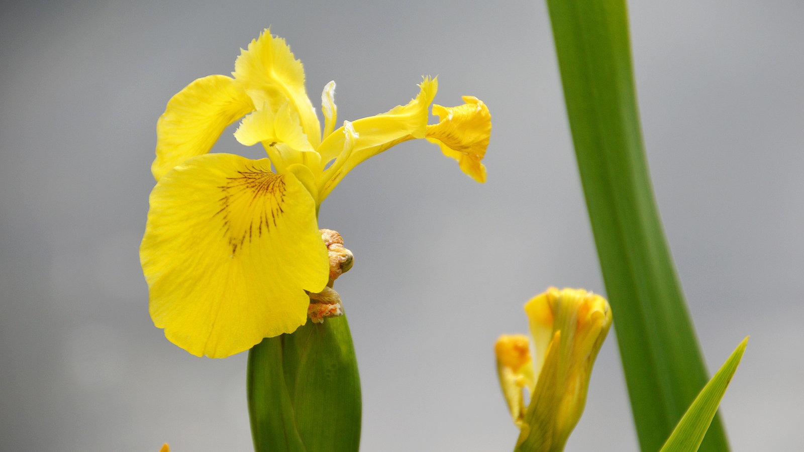 Yellow flag iris
