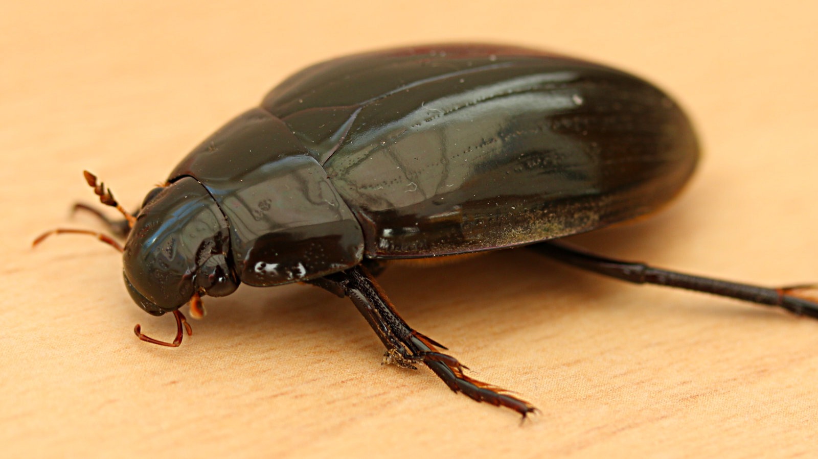 Great Silver Beetle