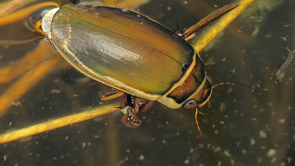 Great diving beetle