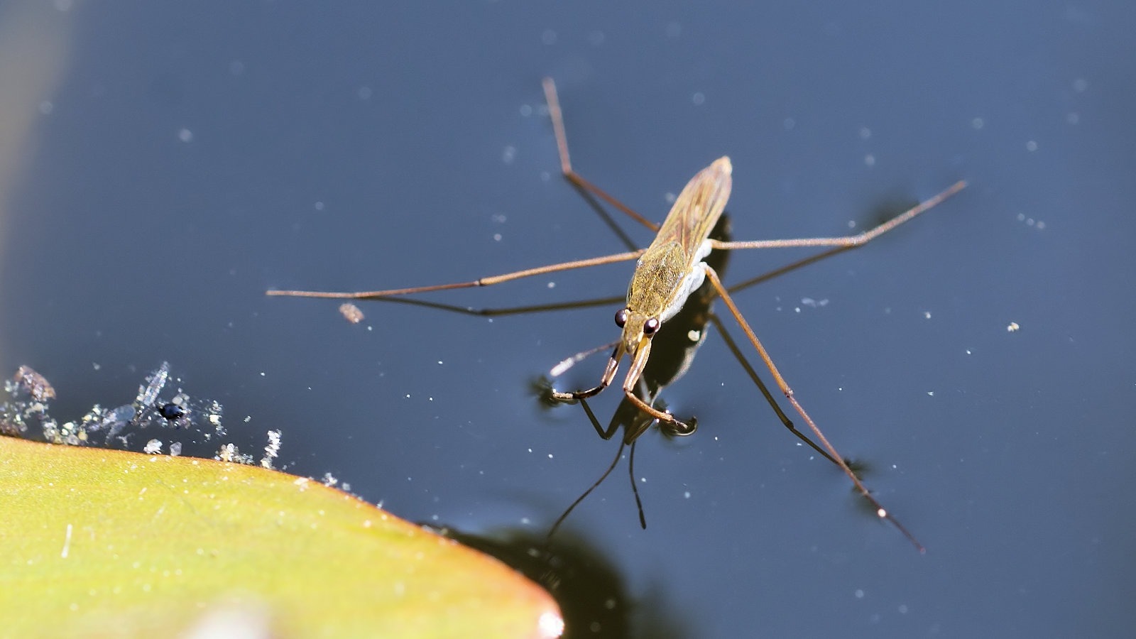 Pond skater on surface of water