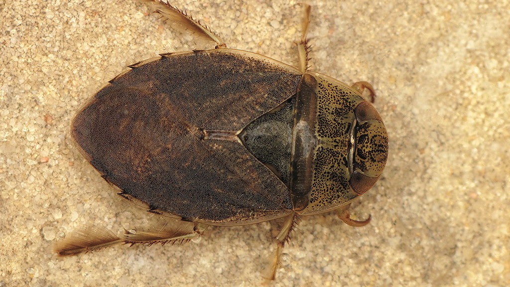 Saucer bug