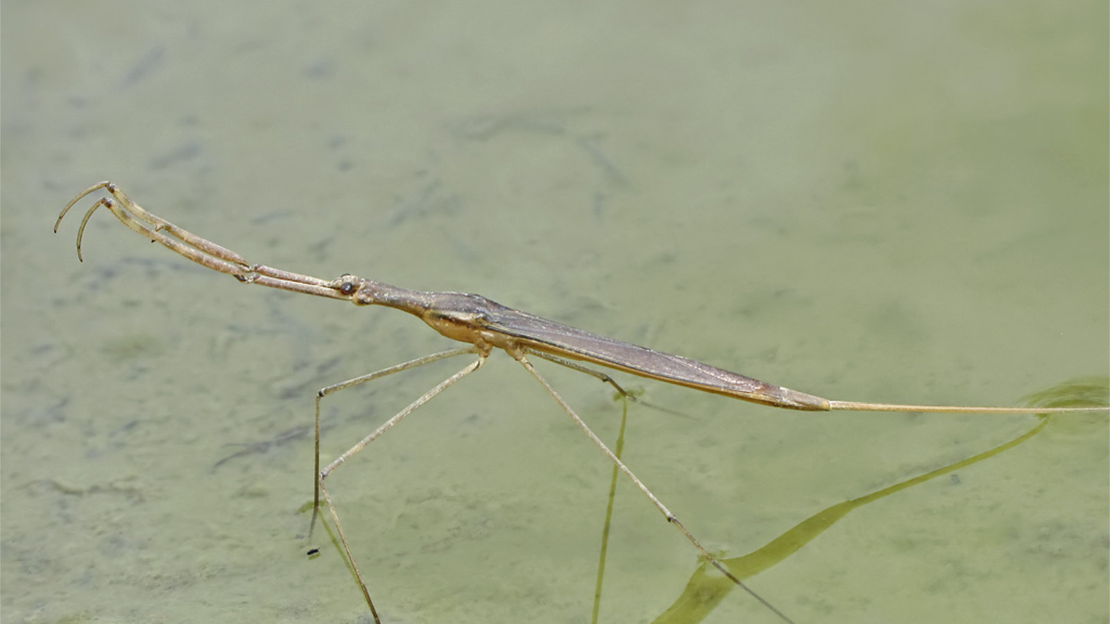 Water stick insect