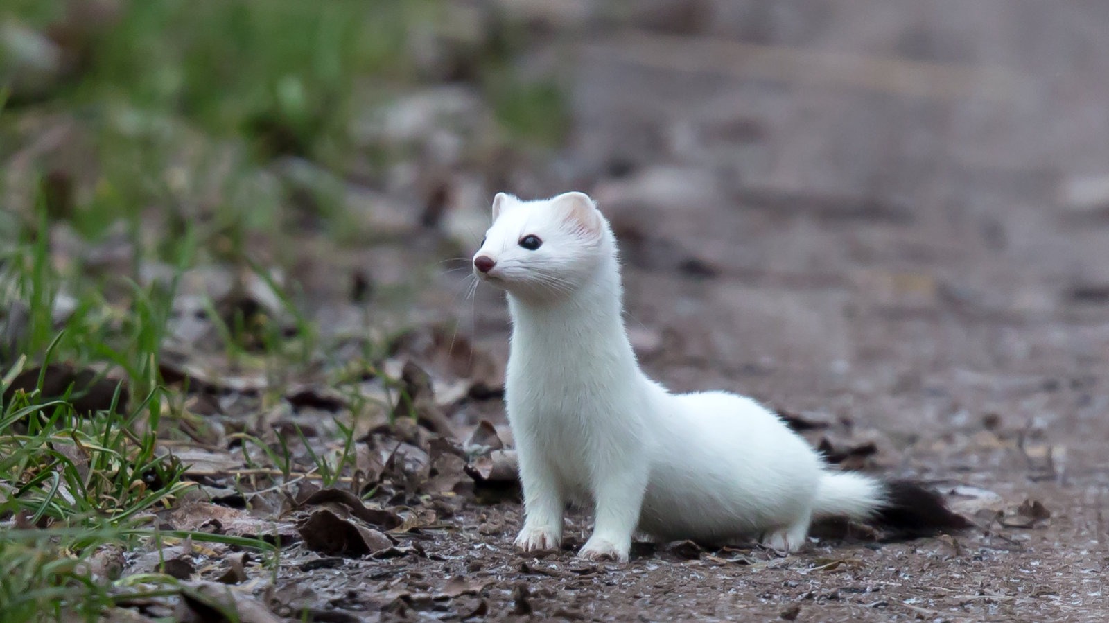 A white stoat
