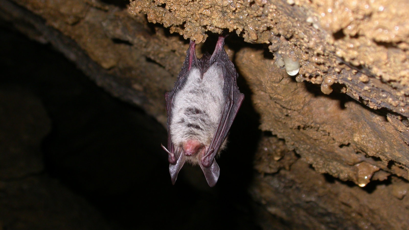Bechstein's bat