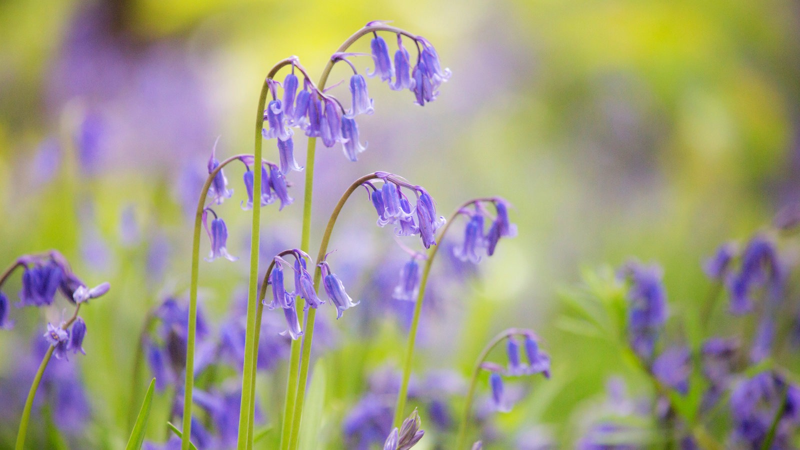 Common bluebells