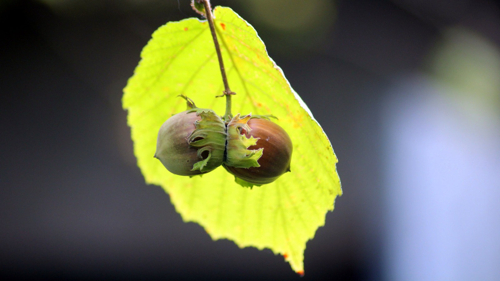 Hazelnuts with leaf