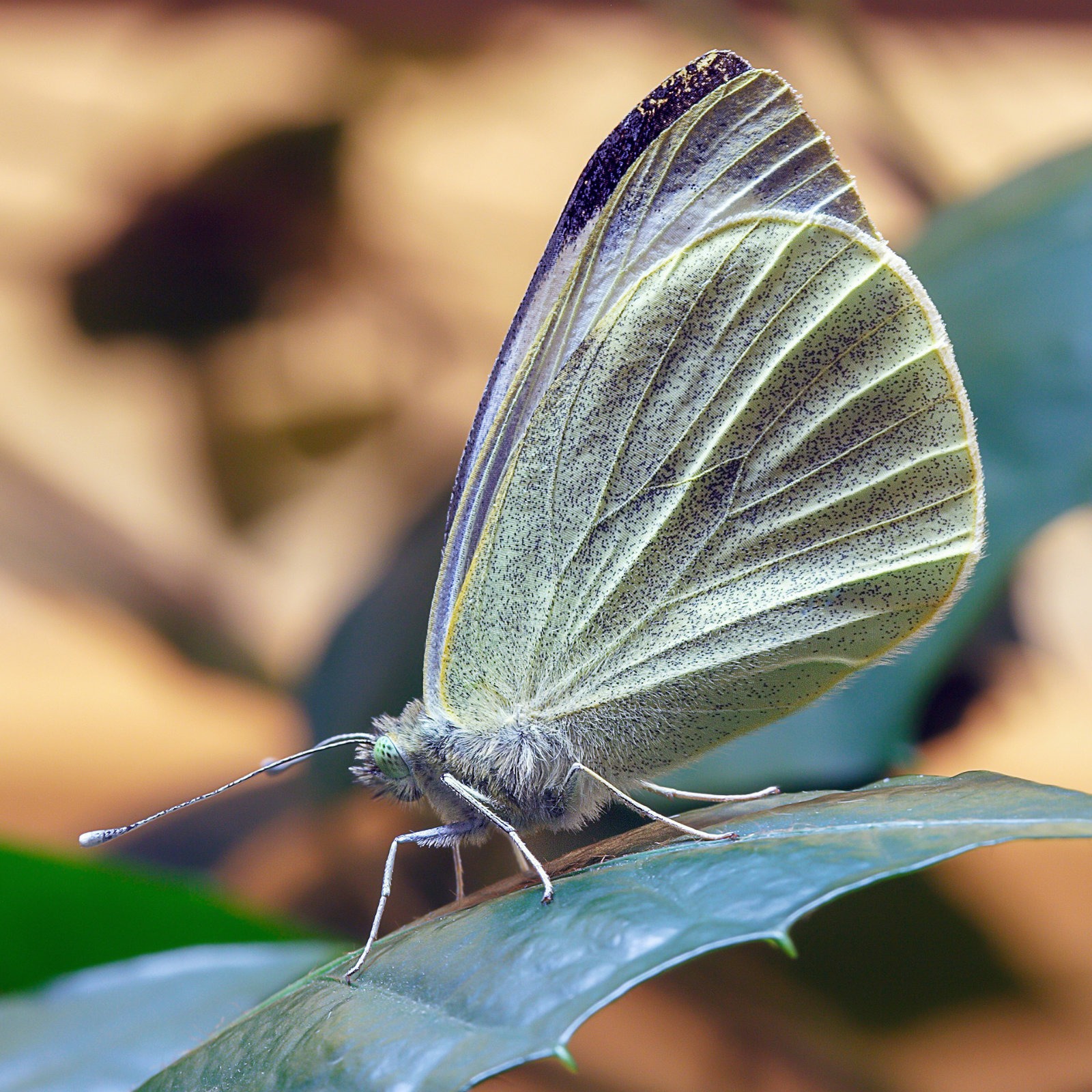 Large white butterfly