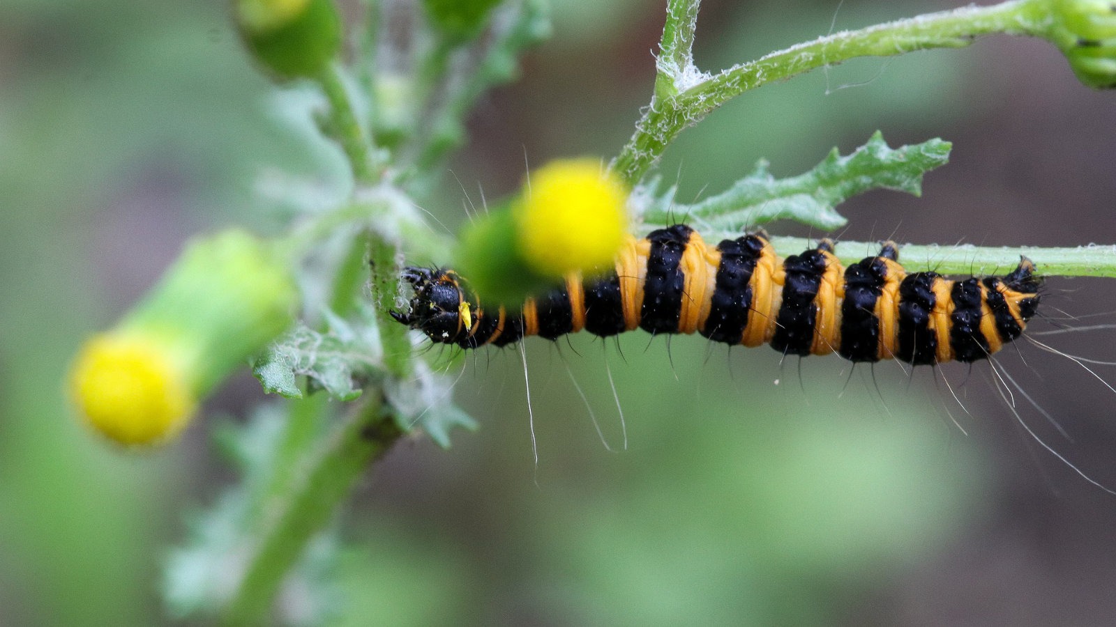Cinnabar moth caterpillar