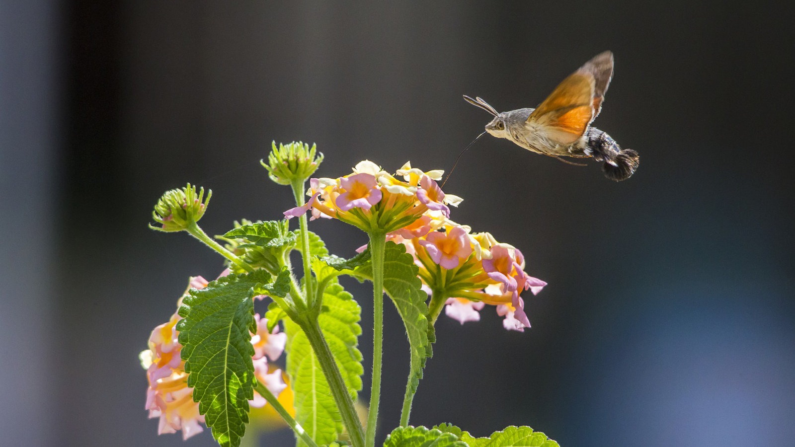 Hummingbird hawkmoth
