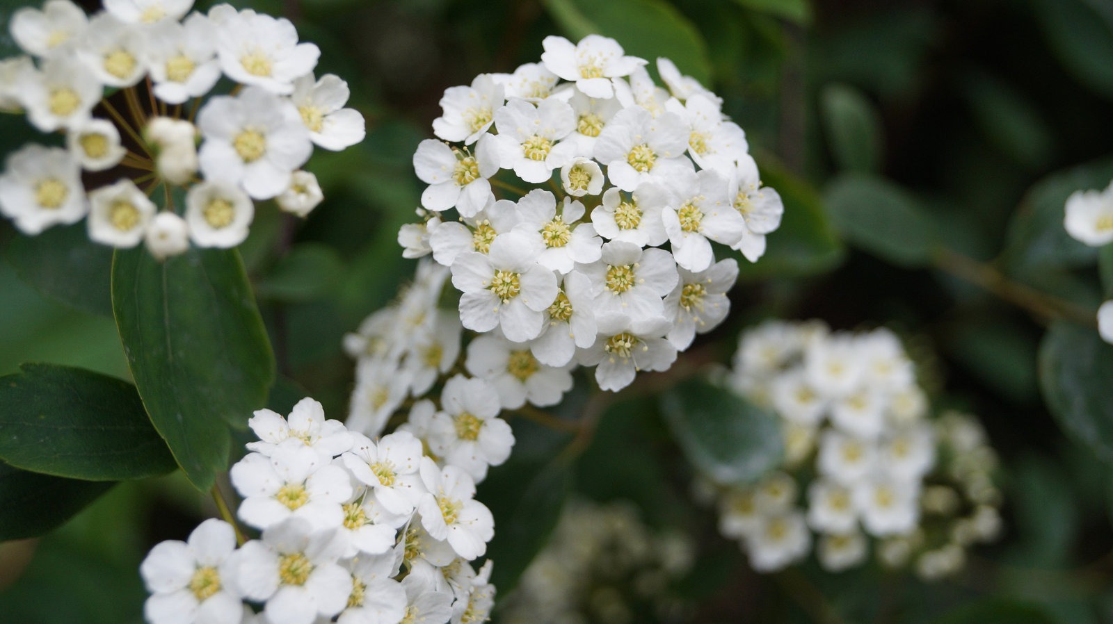 Hawthorn flower