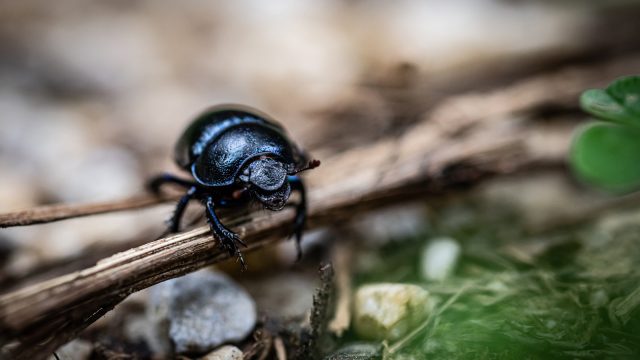 Dor beetle