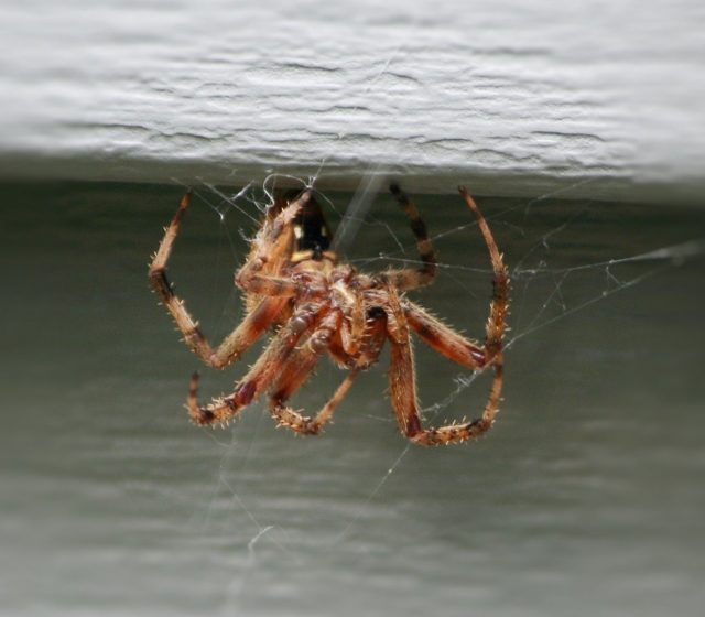 House spider