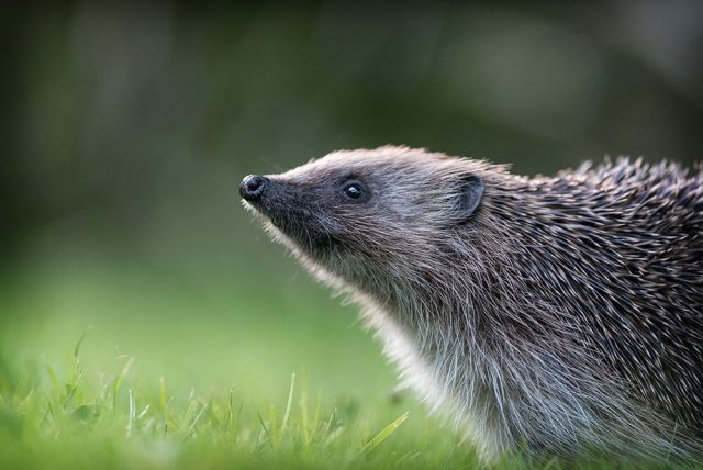 Hedgehog with its snout in the air
