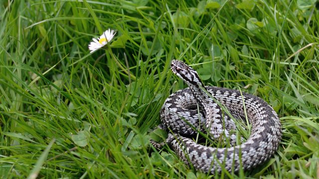 Adder in the grass near a daisy