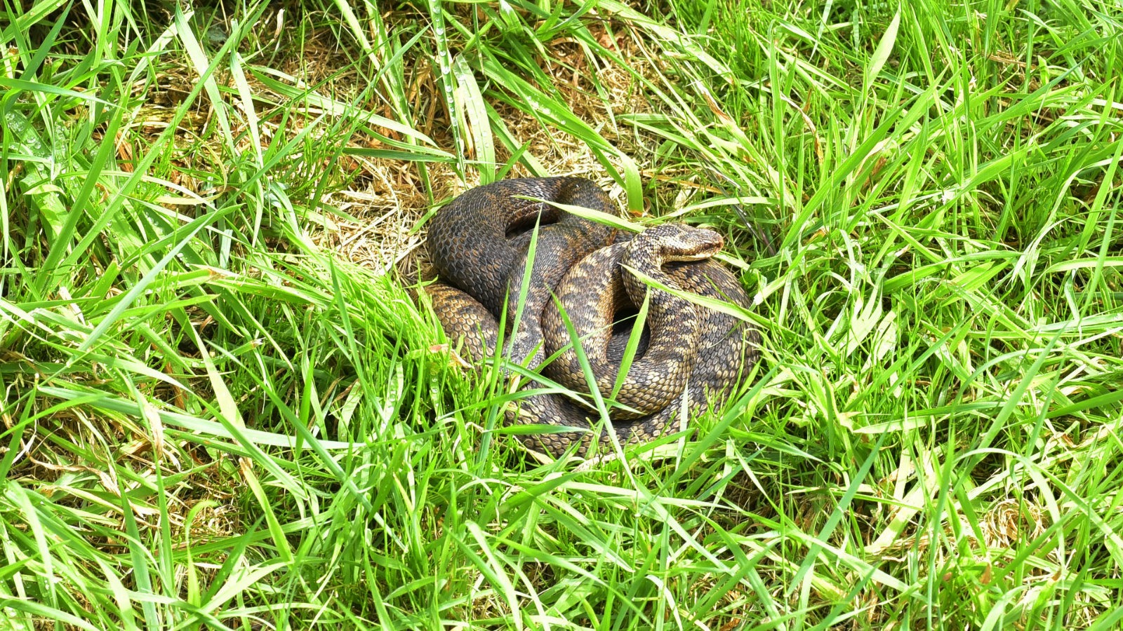 Adder in the grass