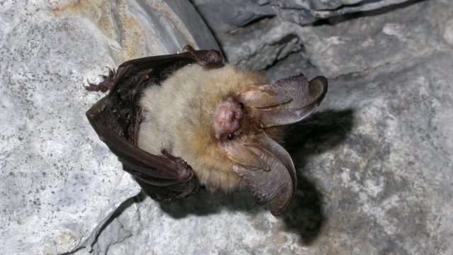 Brown long eared bat