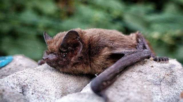 Common pipistrelle