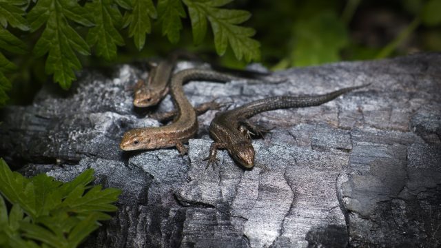 3 common lizards on a rock