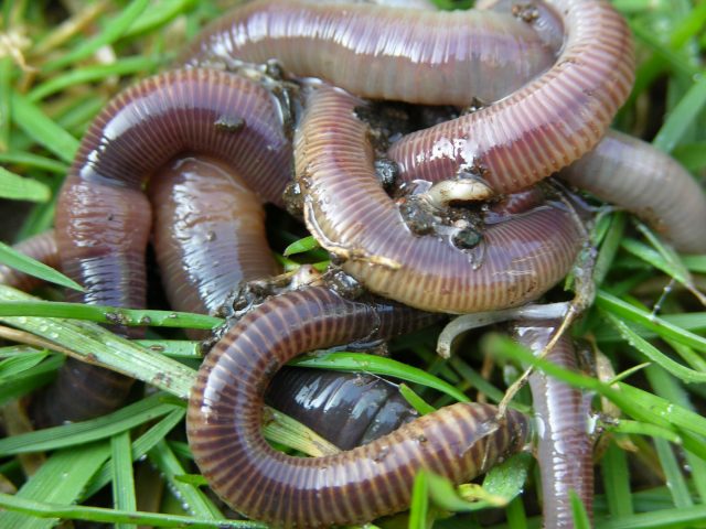 Earthworms on grass