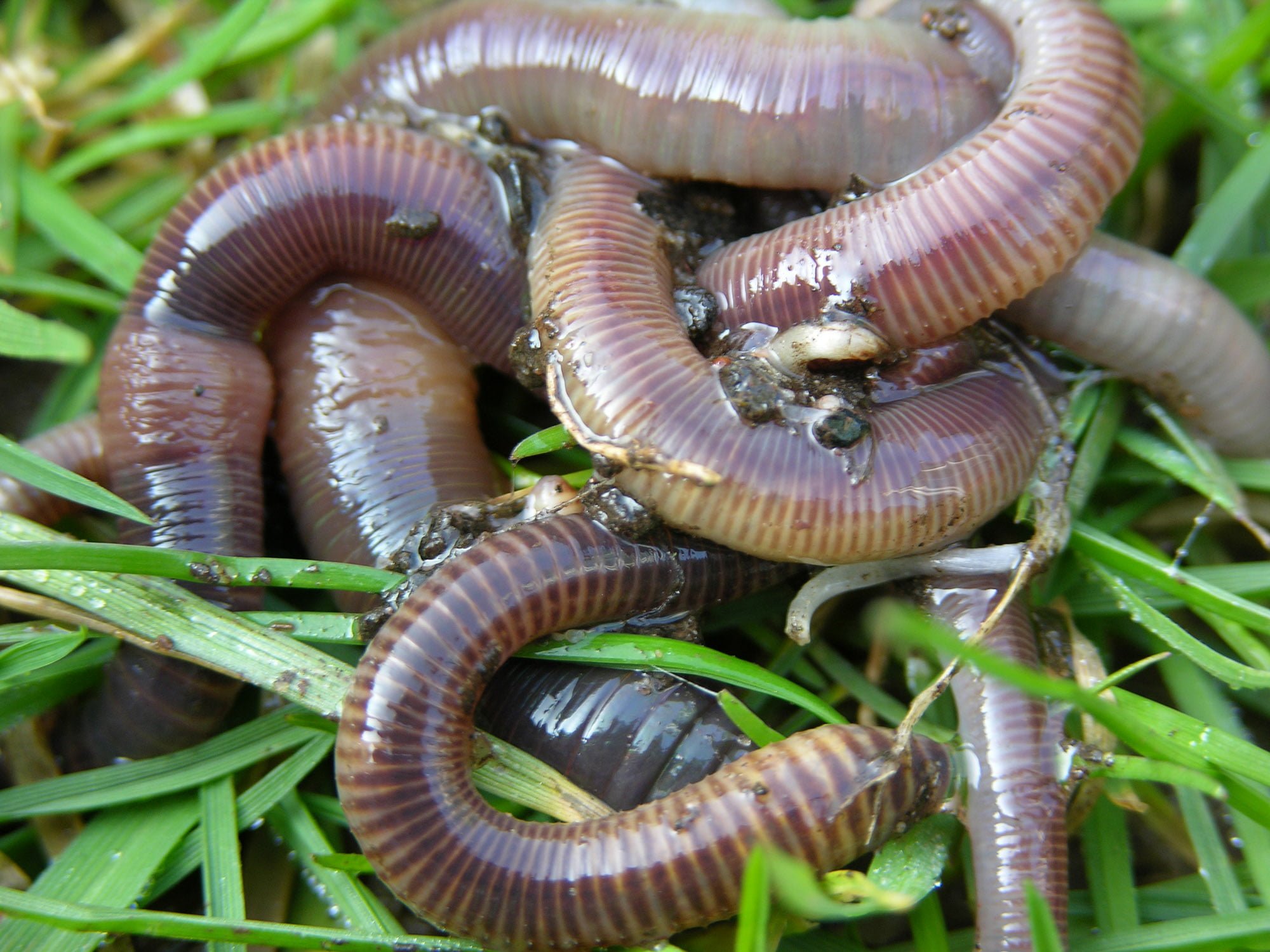 Earthworms on grass