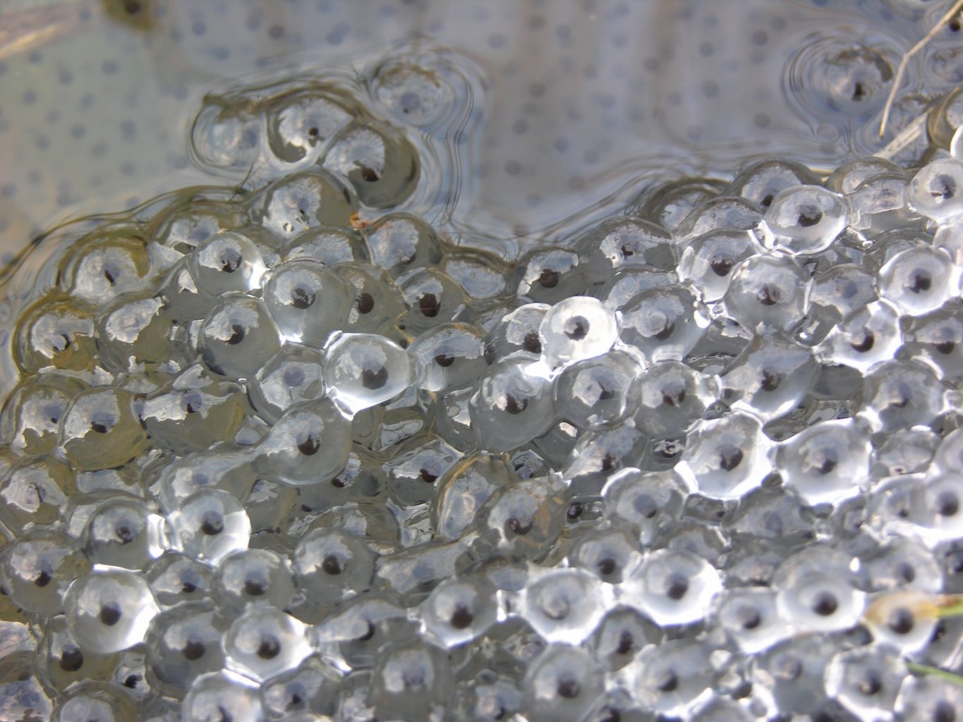 Frogspawn