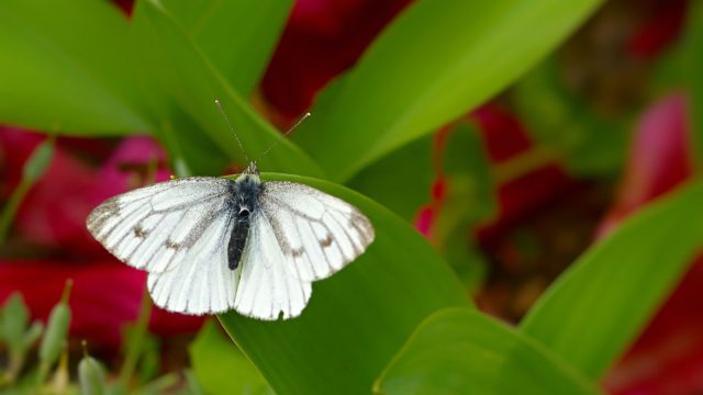 Green veined white butterfly