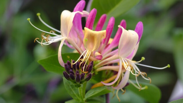 Honeysuckle