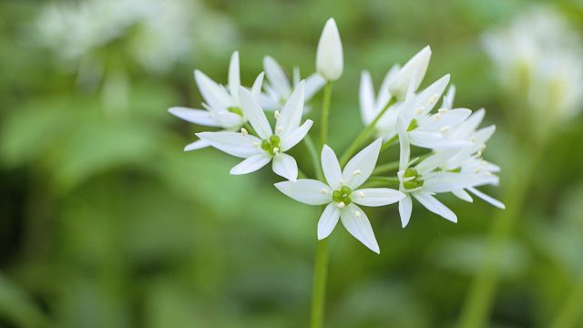 Ramsons