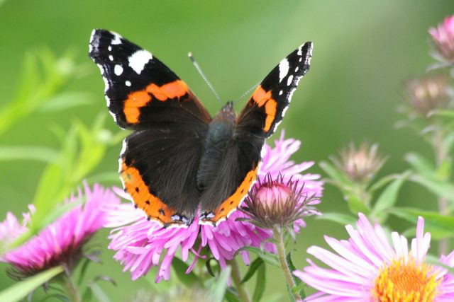 Red admiral butterfly