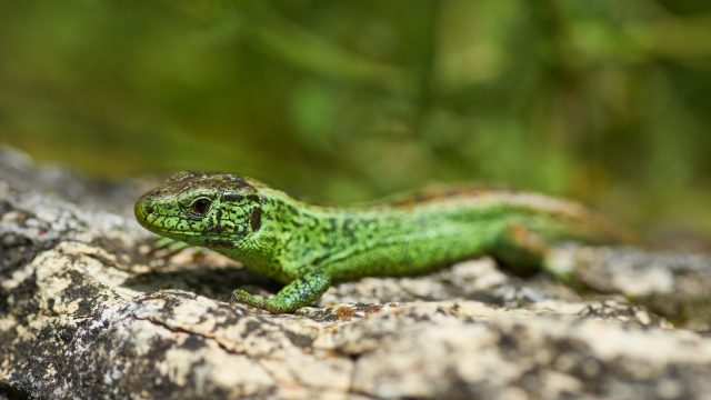 Sand lizard