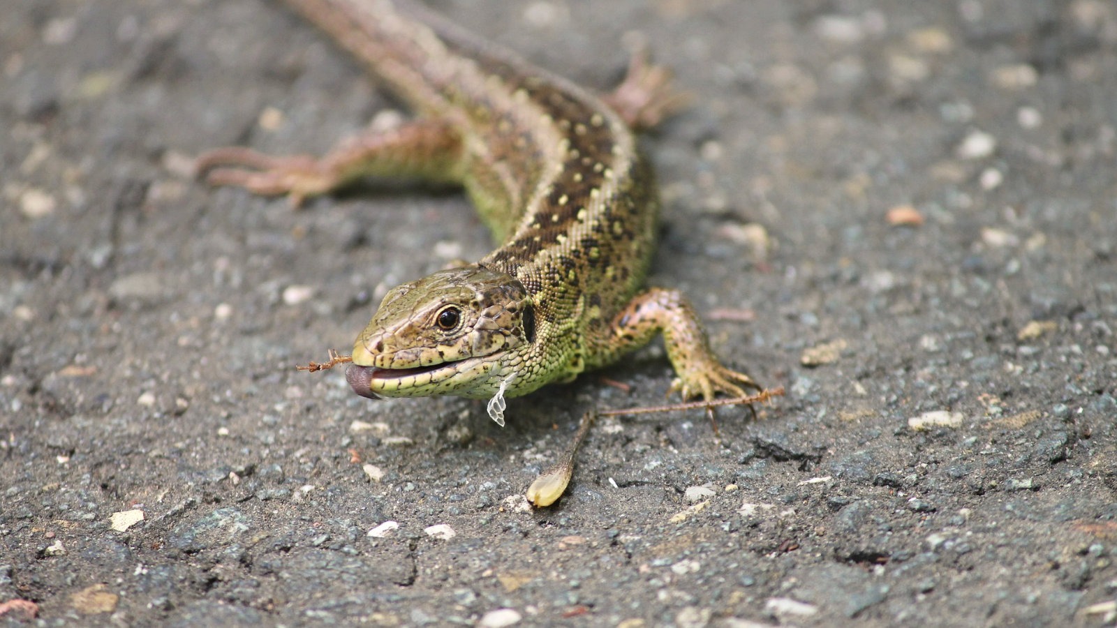 Sand lizard with its tongue out