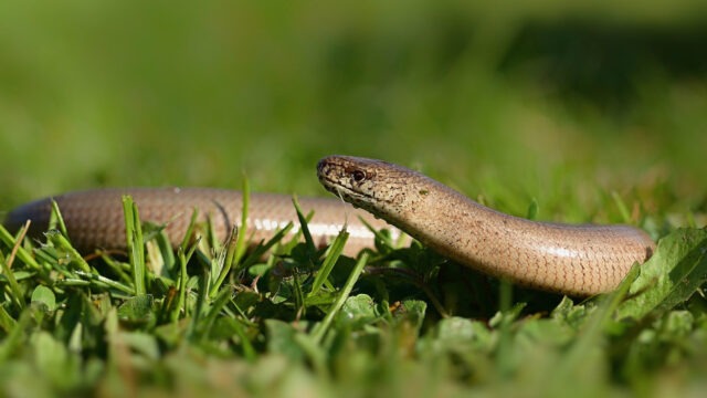 Slow worm