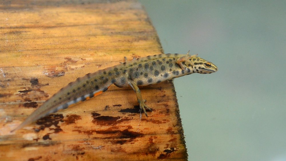 Smooth newt
