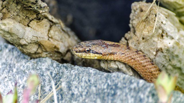 Smooth snake