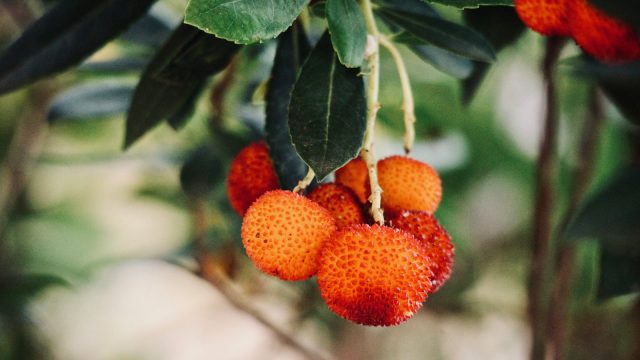 Strawberry tree