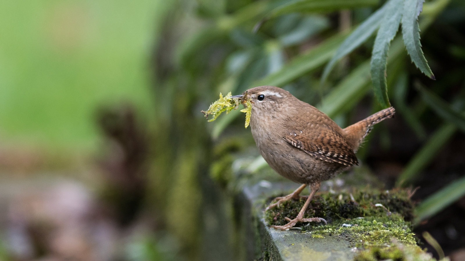 Wren