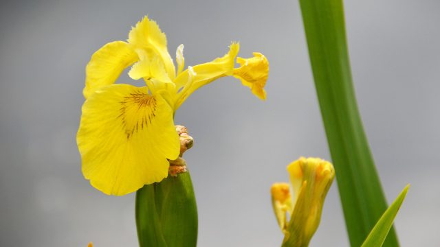 Yellow flag iris