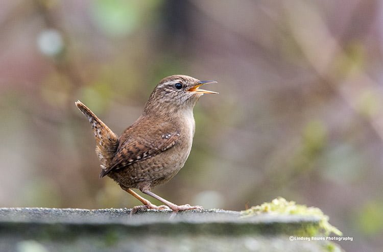 Wren with open beak