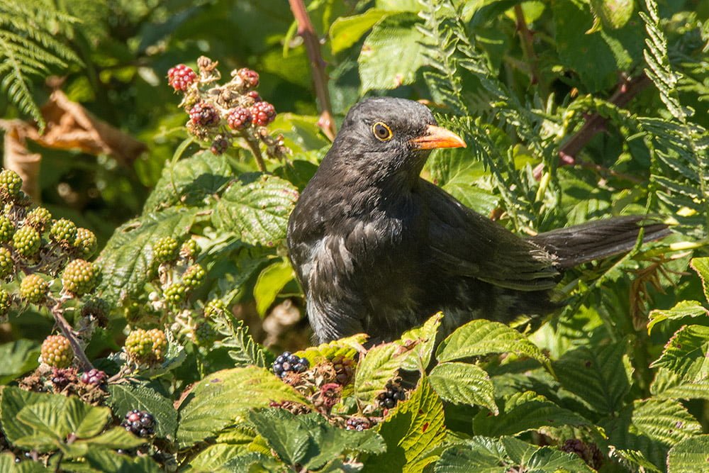 Male blackbird in brambles