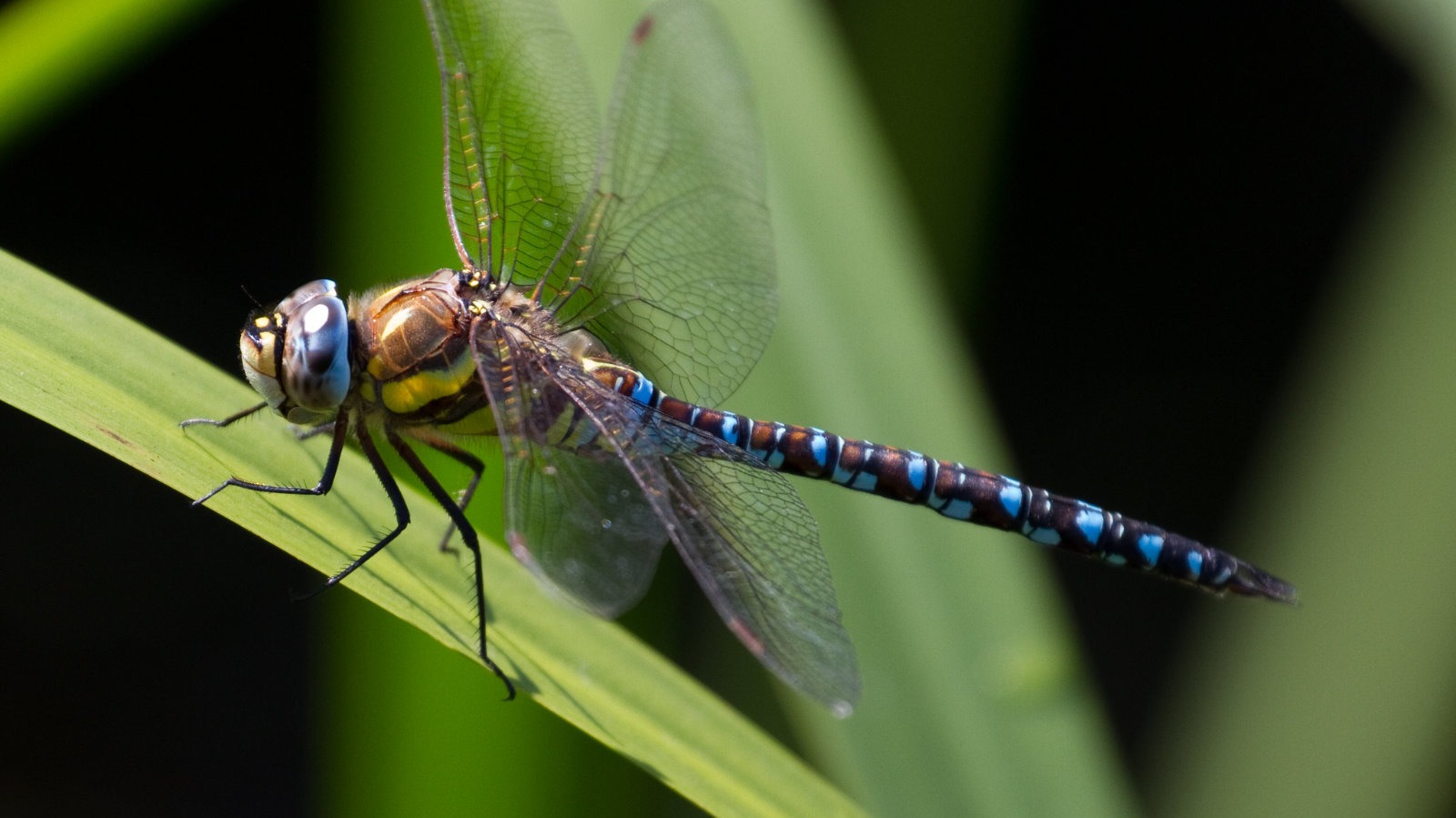Common hawker dragonfly