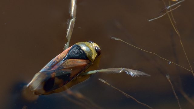 Common backswimmer