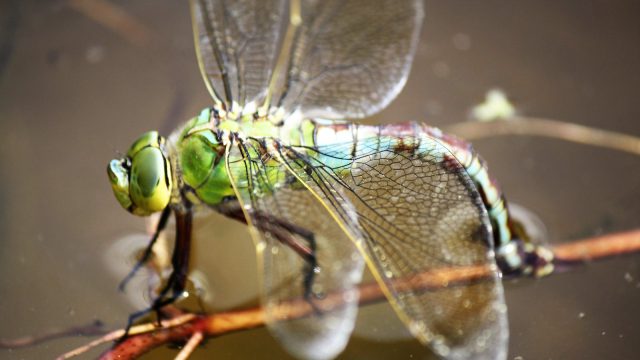 Emperor dragonfly ovipositing