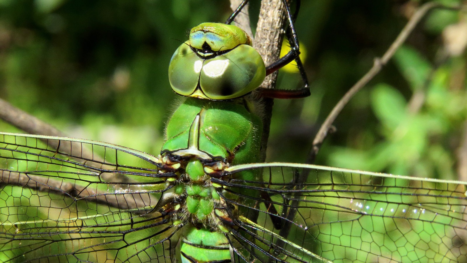 Emperor dragonfly