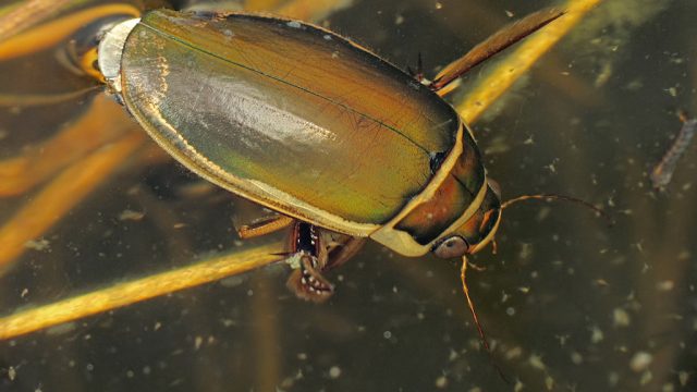 Great diving beetle