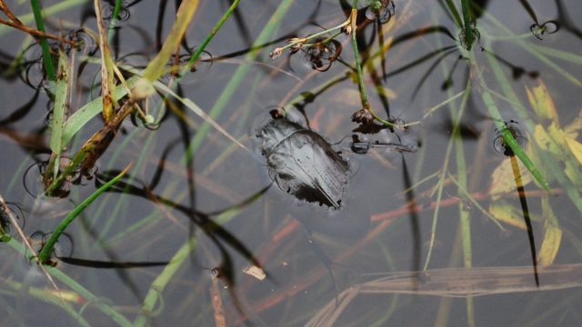 Great silver water beetle