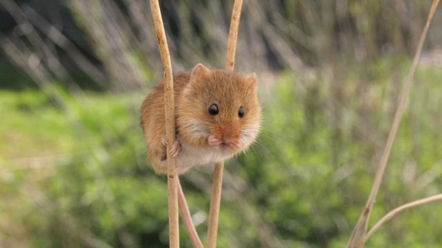 Harvest mouse