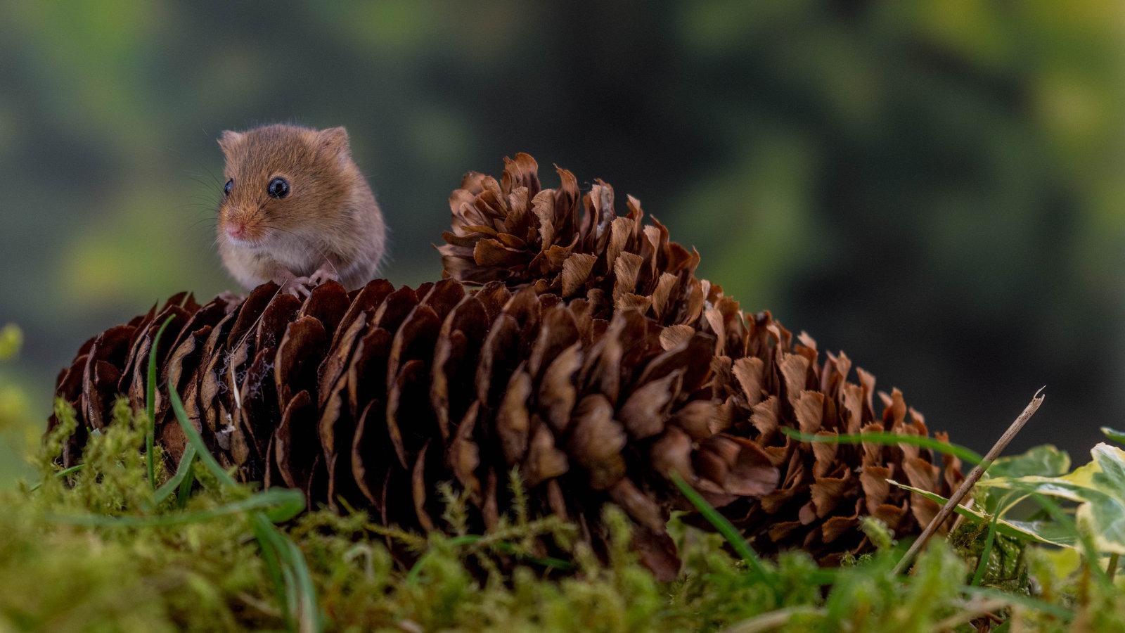 Harvest mouse