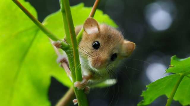 Hazel dormouse
