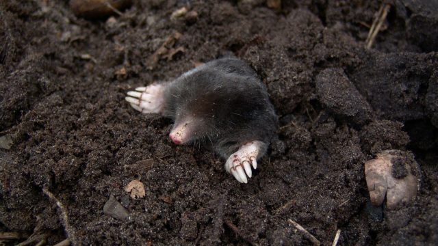 A mole coming out of its burrow